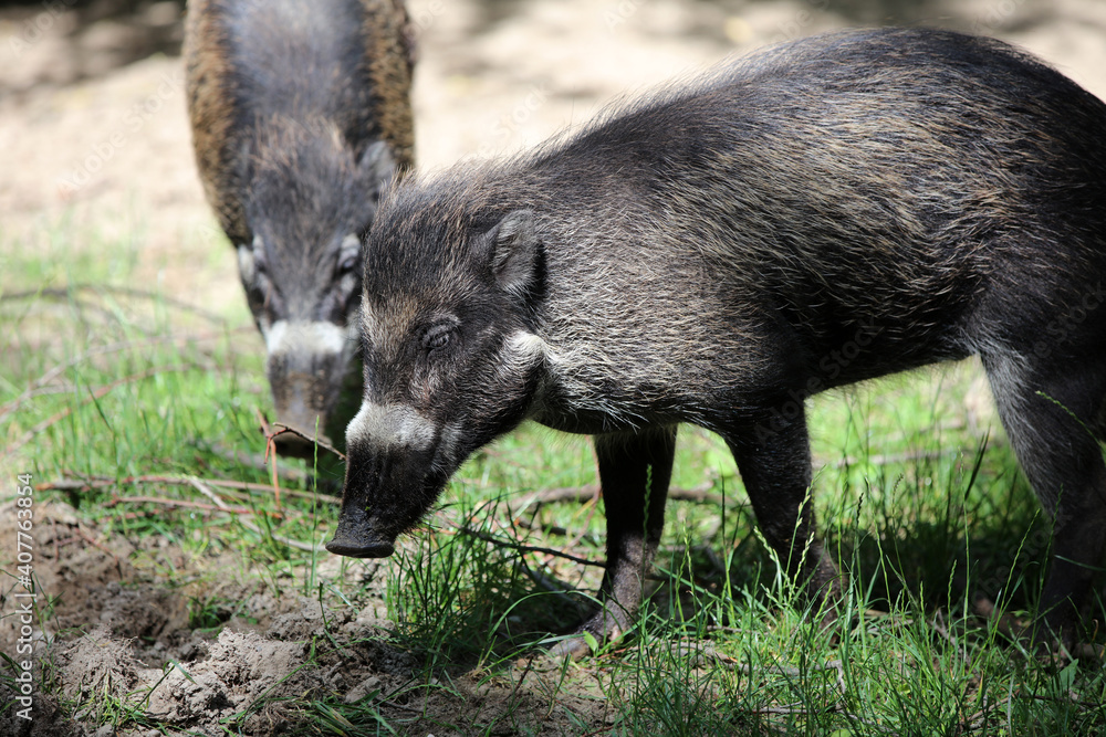 Visayan Warty Pig (Sus Cebifrons Negrinus) Visayan Warty Pig (Sus Cebifrons Negrinus)