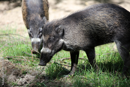 Visayan Warty Pig (Sus Cebifrons Negrinus)