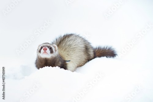 Ferret female outdoor in fresh white snow