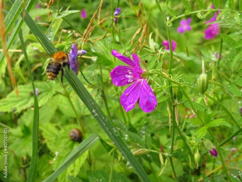 Flying bumblebee