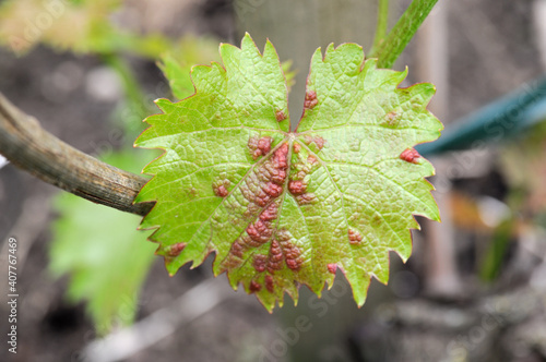 Grape gall mite (Eriophyes vitis) - 
Blattgallmilben an Weinblatt photo