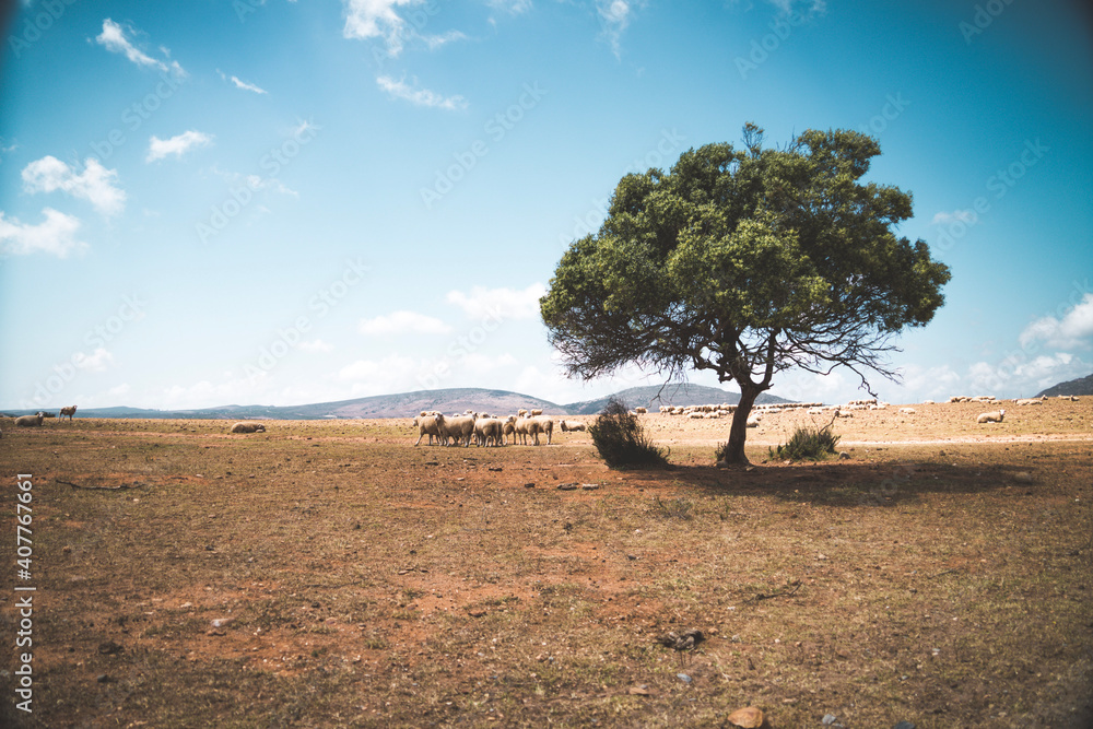 tree in the fields of africa