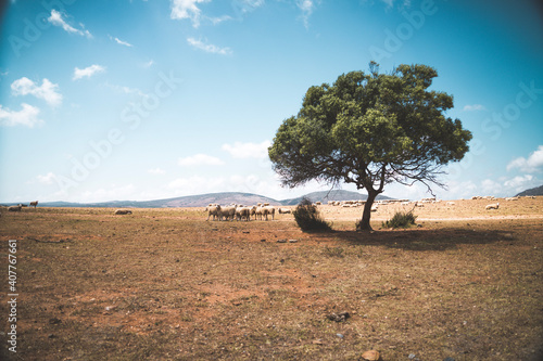 tree in the fields of africa photo