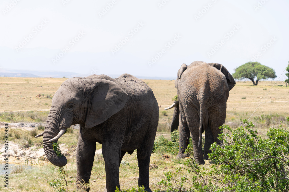 Fototapeta premium elephants in the savannah