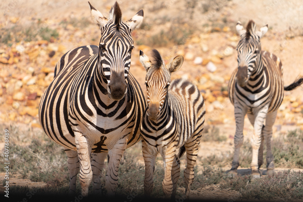 Fototapeta premium zebra in the wild