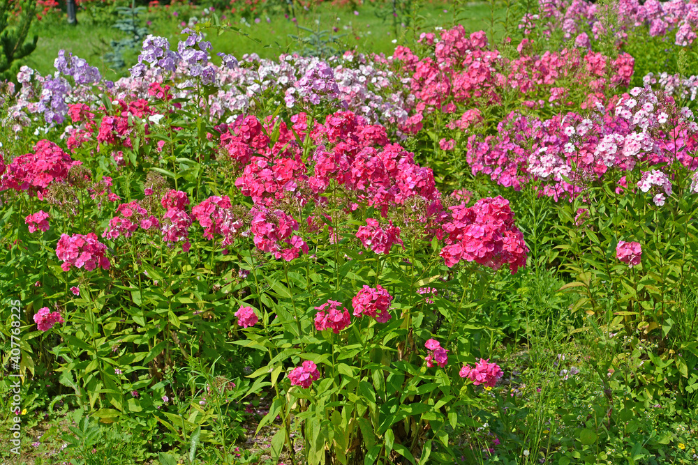 Varietal flocks bloom in the garden