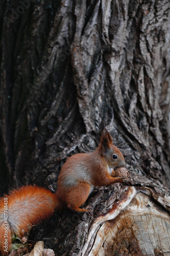 red squirrel with walnut sits on the brown bark of a tree © Daryna 