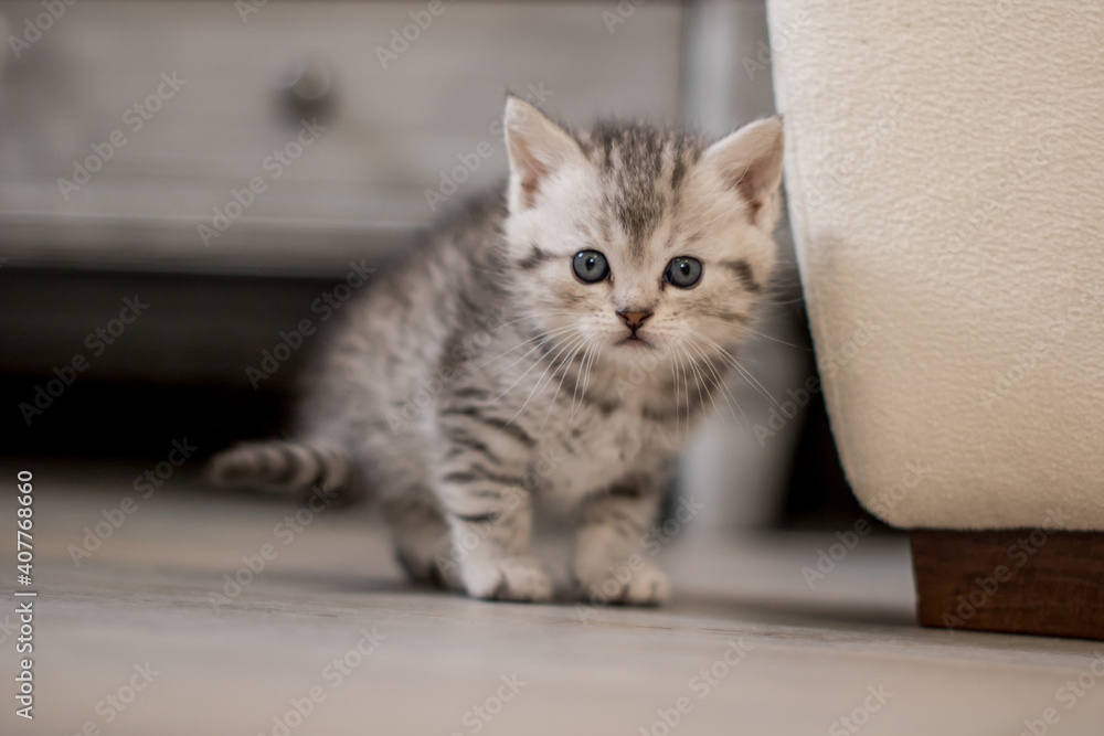 Cute newborn kitten, white with grey stripes looking straight into the camera