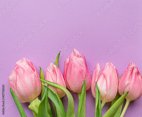 5 five Tender pink tulips on bottom of pastel violet background. Flat lay. Copy space. Concept of international women's day, mother's day, easter