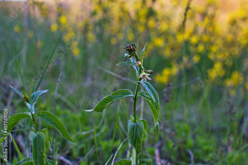 Vincetoxicum hirundinaria white swallow wort photo