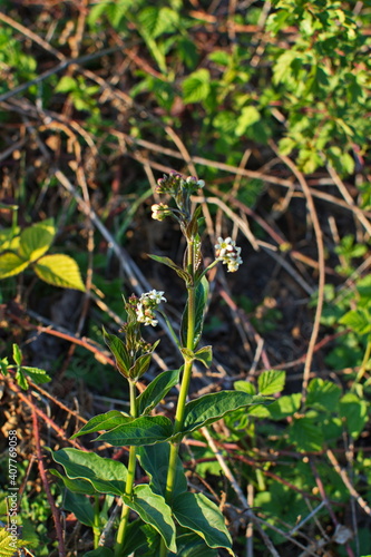 Vincetoxicum hirundinaria white swallow wort photo