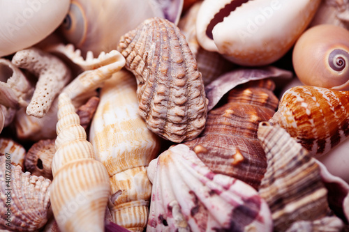 a lot of different empty sea shells on background, macro details