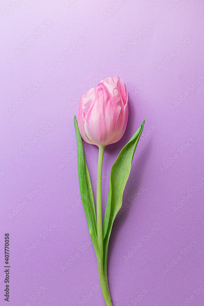 One 1 Single Tender pink tulip in center of pastel violet background. Flat lay. Copy space. Concept of international women's day, mother's day, easter One 1 Single Tender pink tulip in center of pastel violet background. Flat lay. Copy space. Concept of international women's day, mother's day, easter
