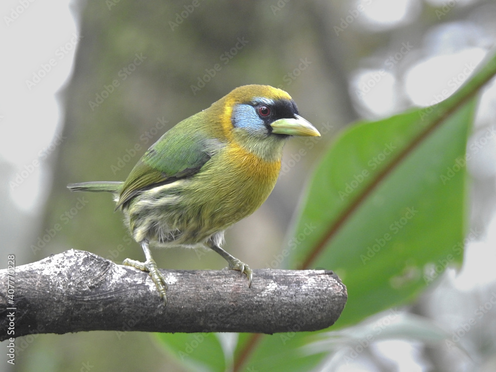 Fototapeta premium Red Headed Barbet Female 1