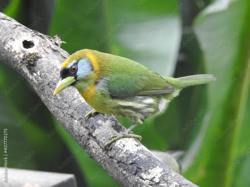 Fototapeta premium Red Headed Barbet Female
