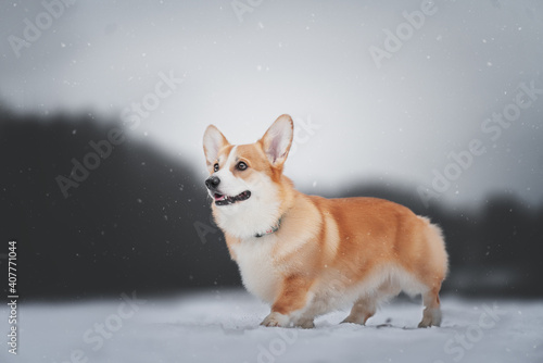 dog in snow © Maria