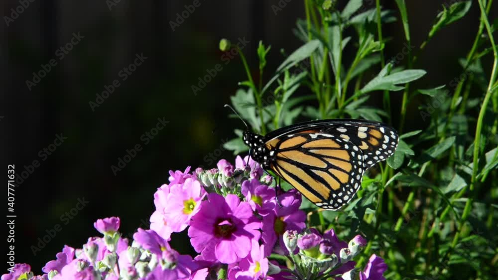 HD video zooming in on one male Monarch Butterfly perched on small lavender primrose flowers.
HD video zooming in on one male Monarch Butterfly perched on small lavender primrose flowers.