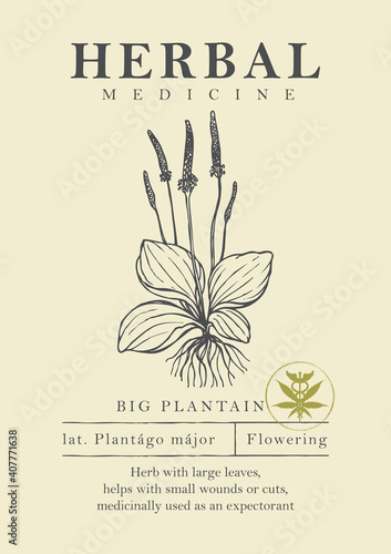 Botanical illustration of a hand-drawn plantain plant in retro style. Vector banner or label for green pharmacy, herbal medicine or gardening. Medicinal herbs collection.