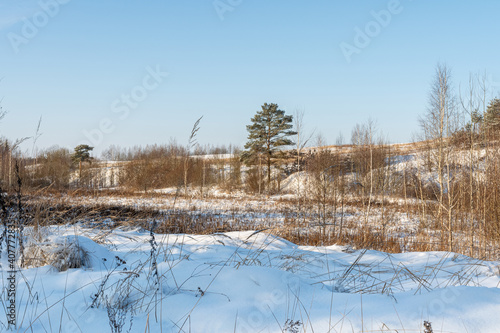 Winter sunny day. Snow field and forest with big pine trees. Little snow, dry grass, trunks on hill on bright blue sky natural background. Northern landscape