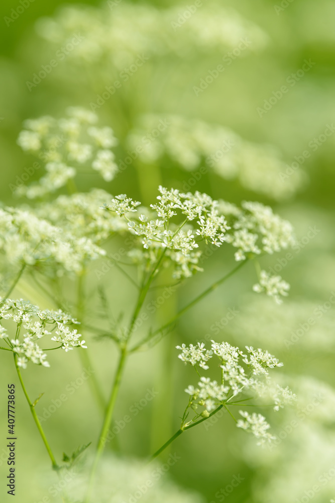 Anise flower field. Food and drinks ingredient. Fresh medicinal plant. Seasonal background. Blooming anise field background on summer sunny day. Anise flower field. Food and drinks ingredient. Fresh medicinal plant. Seasonal background. Blooming anise field background on summer sunny day.