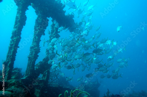 Diving at the Royal Mail Steamer Rhone sank 1867, Island Salt, British Virgin Island, Caribbean wreck dive, Fun diving with beautiful fishes © Romeo