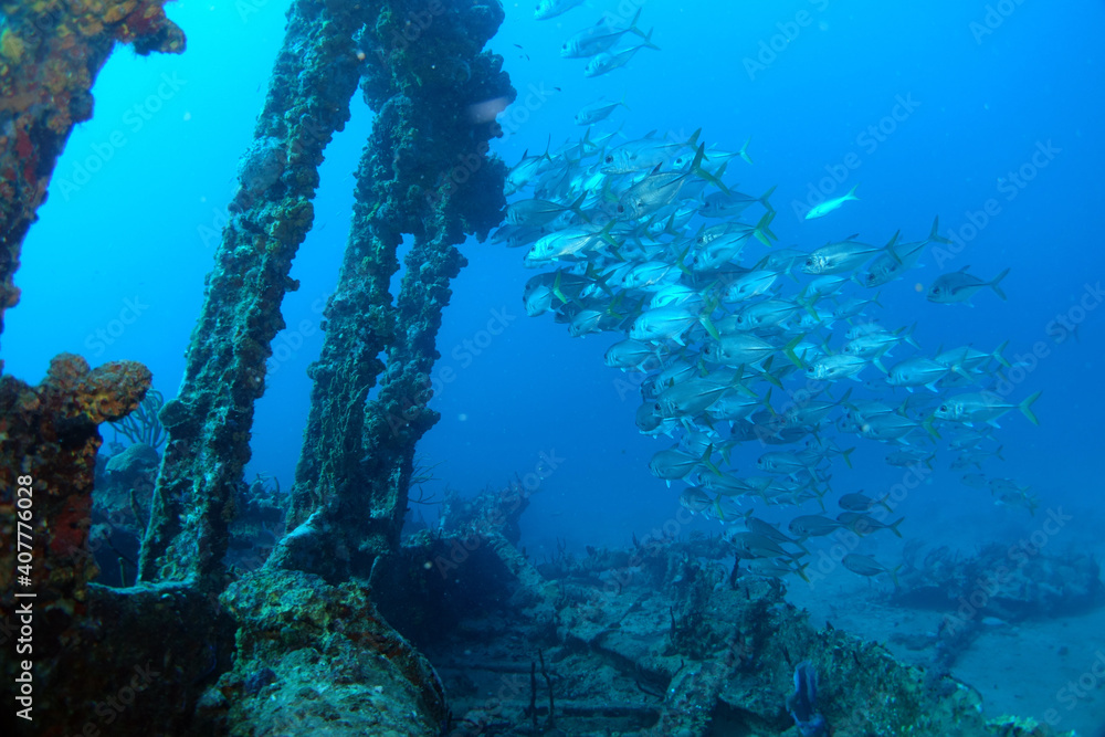 Fototapeta premium Diving at the Royal Mail Steamer Rhone sank 1867, Island Salt, British Virgin Island, Caribbean wreck dive, Fun diving with beautiful fishes