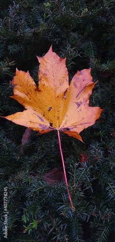 A large red maple leaf next to a festive looking backdrop during late winter © John