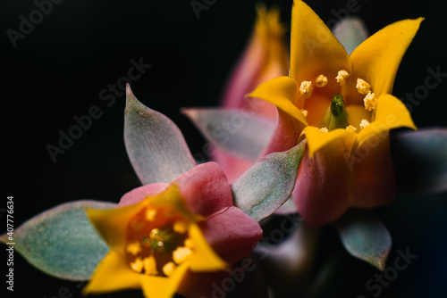 Details of a suculent flower photo