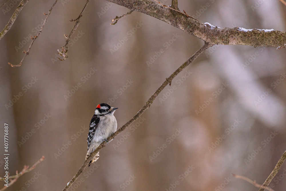 Male downy woodpecker with red head perched on tree branch in forest in winter Male downy woodpecker with red head perched on tree branch in forest in winter