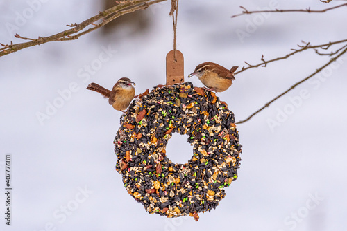 Foto Nuthatch bird perched on suet seed wreath in snowy forest in winter