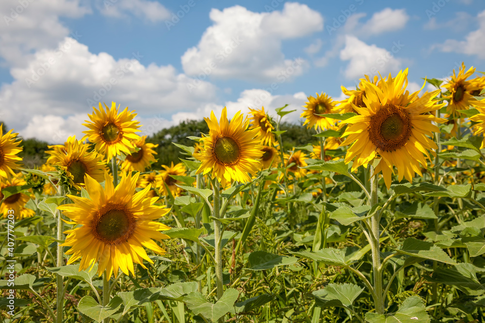 Sonnenblumen (Helianthus annuus), Sonnenblumenfeld Sonnenblumen (Helianthus annuus), Sonnenblumenfeld