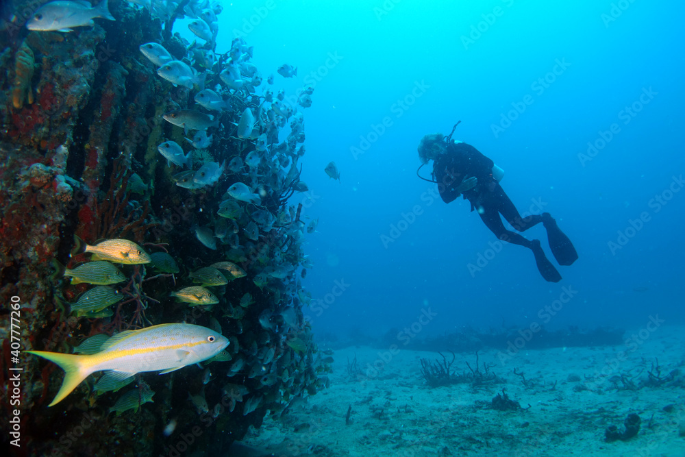 Diving at the Royal Mail Steamer Rhone sank 1867, Island Salt, British Virgin Island, Caribbean wreck dive, Fun diving with beautiful fishes
