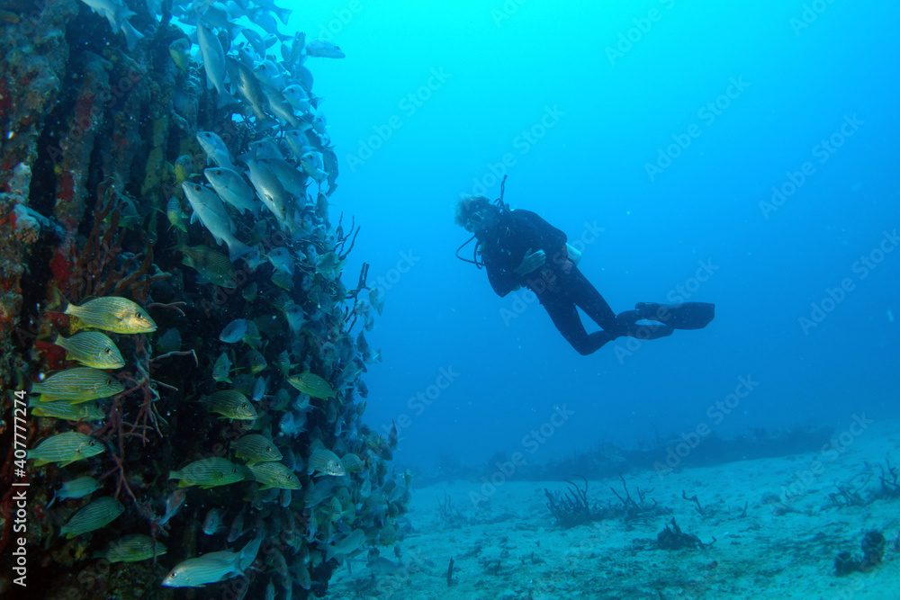 Diving at the Royal Mail Steamer Rhone sank 1867, Island Salt, British Virgin Island, Caribbean wreck dive, Fun diving with beautiful fishes Diving at the Royal Mail Steamer Rhone sank 1867, Island Salt, British Virgin Island, Caribbean wreck dive, Fun diving with beautiful fishes