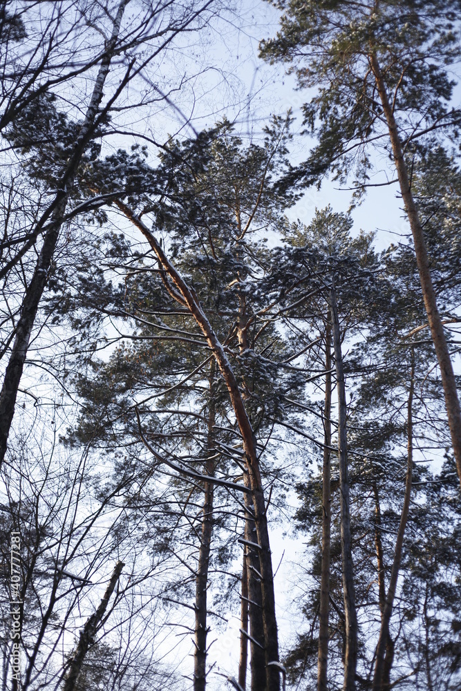 Fototapeta premium pine branches lit by the sun against the blue sky