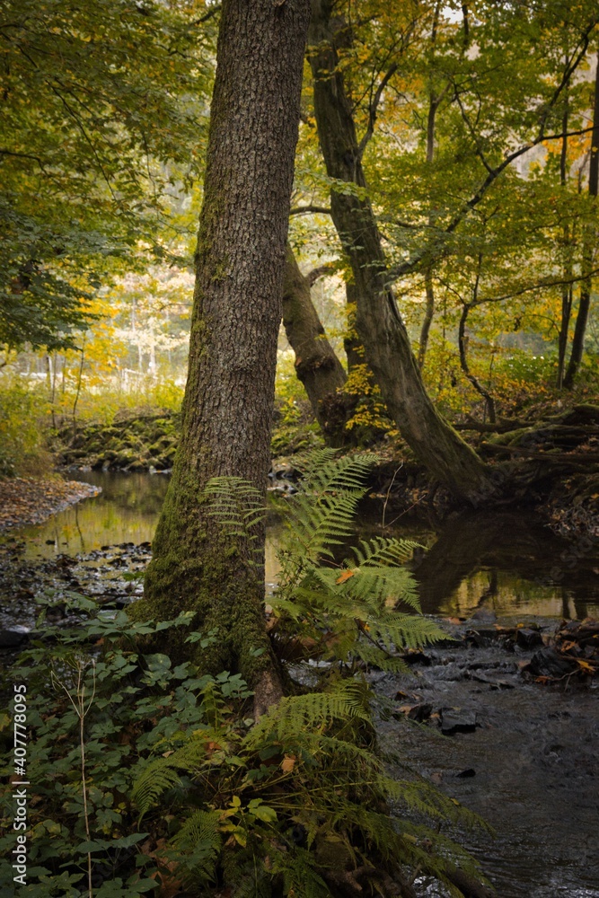 Baum über Bach Baum über Bach
