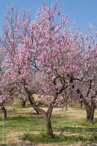 Almond trees with pink blossom in an orchard in the Jalon Valley, Alicante Province, Spain  photo