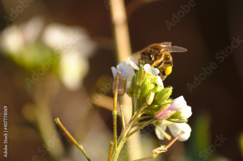 Bee seeks nectar from flowers on an Arabidopsis (Arabidopsis thaliana) photo