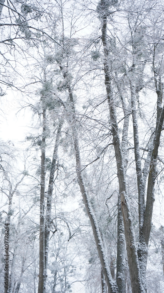 snow covered branches of tree snow covered branches of tree