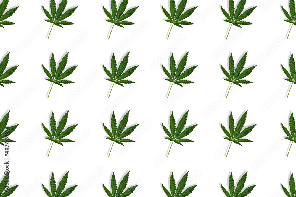 Hemp or cannabis leaf seamless pattern on white background. Top view, flat lay