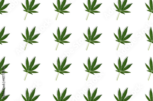 Hemp or cannabis leaf seamless pattern on white background. Top view, flat lay © esvetleishaya