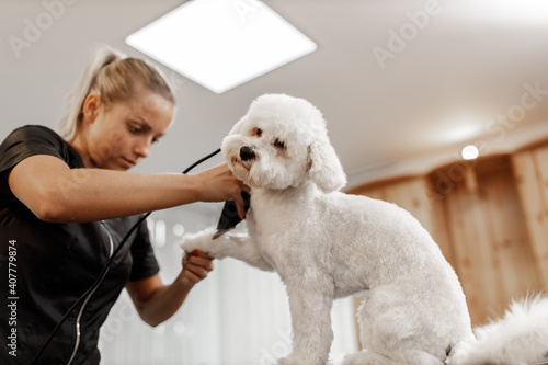 cropped shot of a young blonde pet beautician and white purebred bichon. Grooming of white dog.