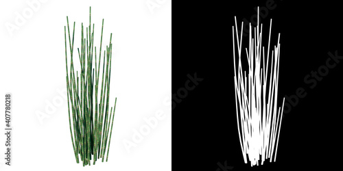 Front view of Plant ( rough horsetail ) Tree png with alpha channel to cutout made with 3D render  photo