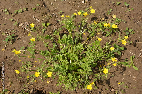 Ranunculus acris (Meadow buttercup, Tall buttercup) with her yellow flowers photo