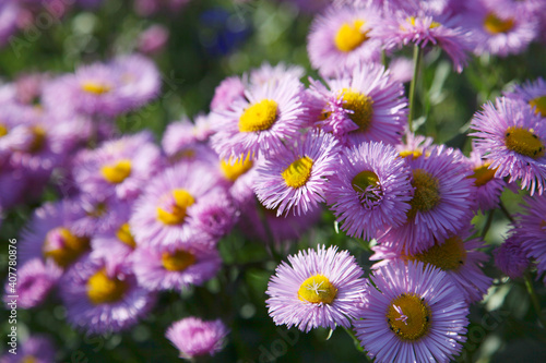 Beautiful pink-colored aster   Erigeron speciosus   close-up.