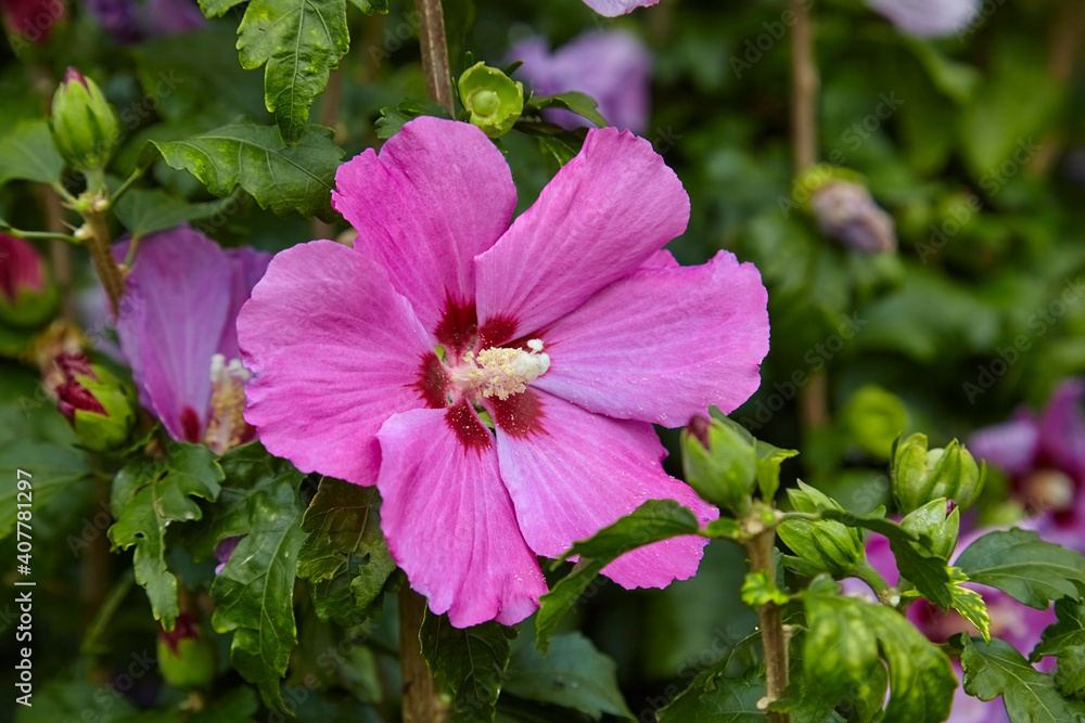 Beautiful fuchsia hibiscus, (Hibiscus syriacus). Close up. Beautiful fuchsia hibiscus, (Hibiscus syriacus). Close up.