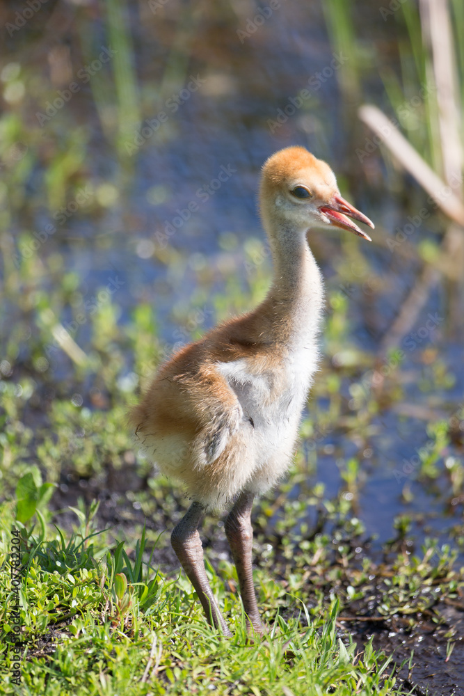 Sandhill Crane Chick in a Florida Marsh