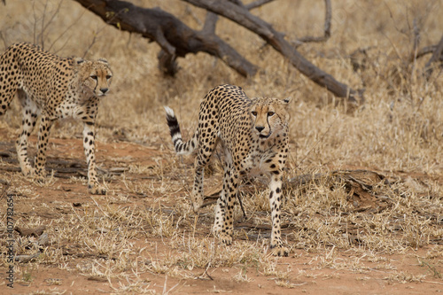 Beautiful Adult Cheetah in South Africa