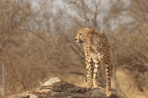 Beautiful Adult Cheetah in South Africa © Dennis Donohue