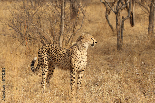 Beautiful Adult Cheetah in South Africa