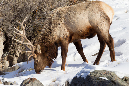 Bull Elk at Yellowstone national park in winter